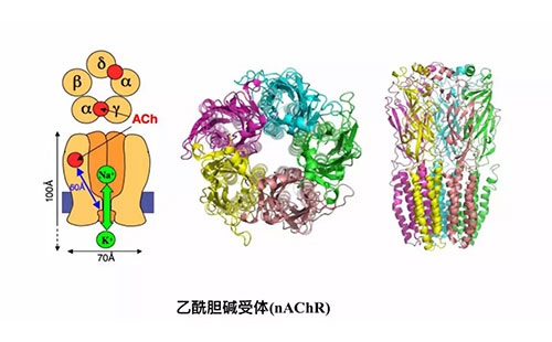新烟碱类杀虫剂