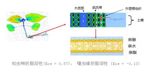 吡虫啉的脂溶性(Kow = 0.57)， 噻虫嗪的脂溶性 (Kow = -0.13)