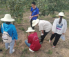 介绍防治苹果蛀干害虫的防治方法